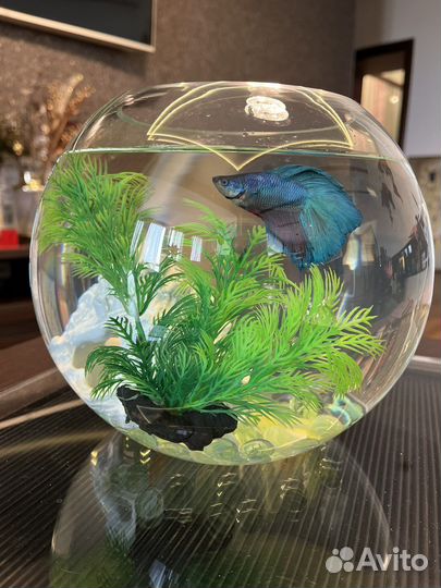 Аквариум с рыбками