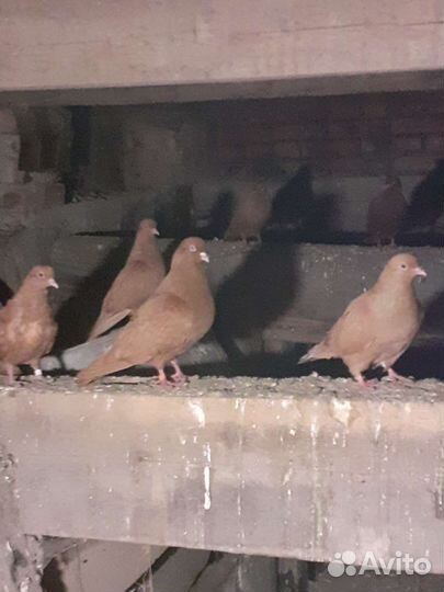 Продажа голубей