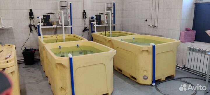 Аквариум для живых морепродуктов