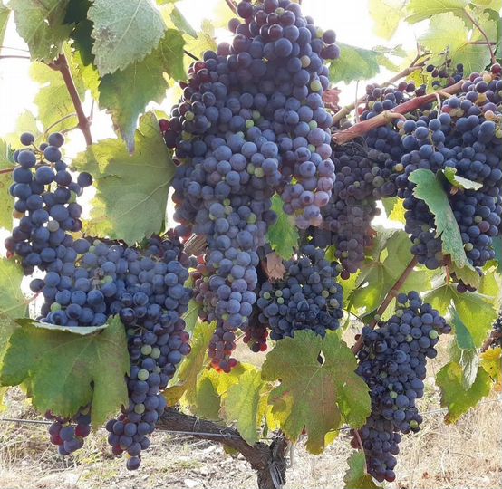 Участок 33 га (СНТ, ДНП)