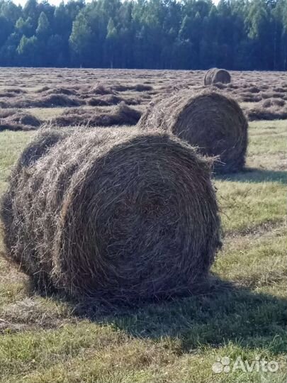 Сено в рулонах