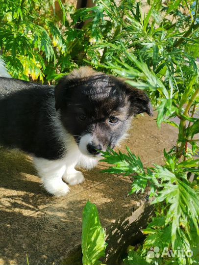 Щенок в добрые руки бесплатно