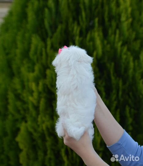 Девочка Мальтезе