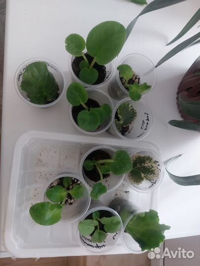 Фиалка набором