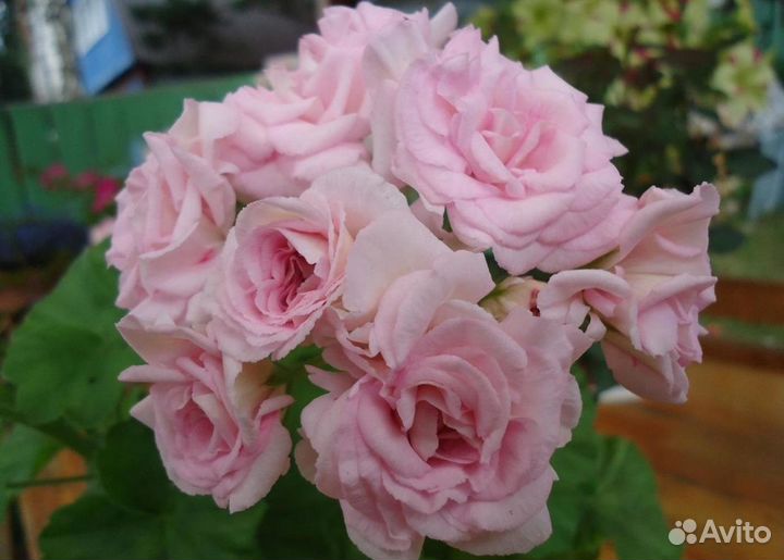 Пеларгонии сортовые