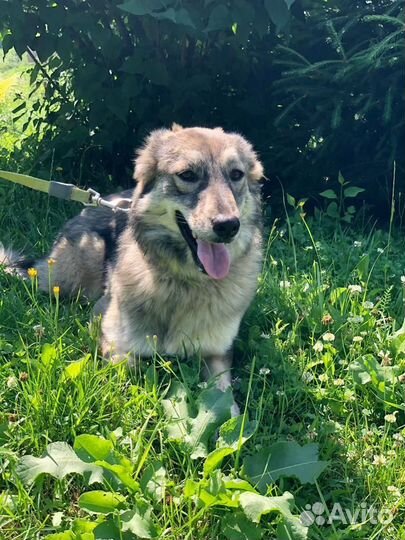 Собака девочка Айка 1,5 годика