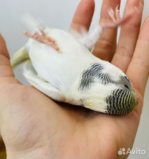 Волнистый попугай птенцы