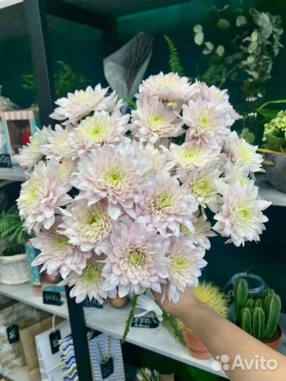 Цветочные истории