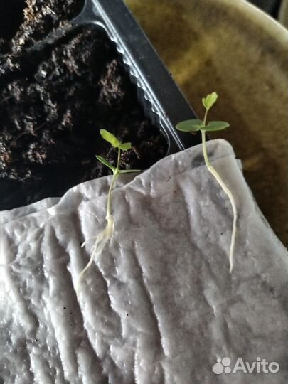 Комнатные растения цветы