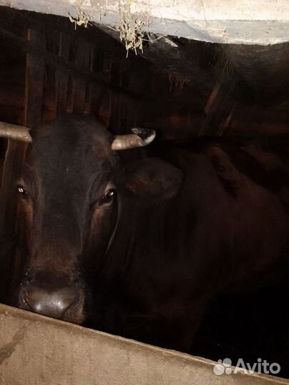 Корова костромской породы