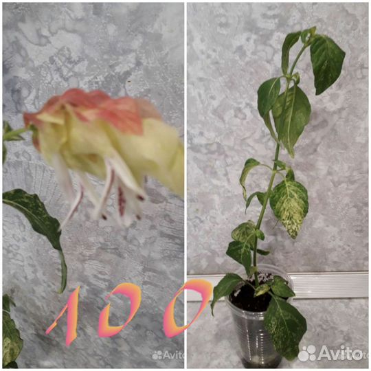 Комнатные растения