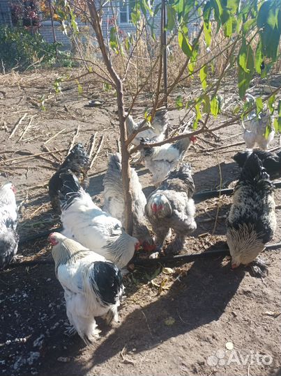 Продаются семимесячные петухи Брама
