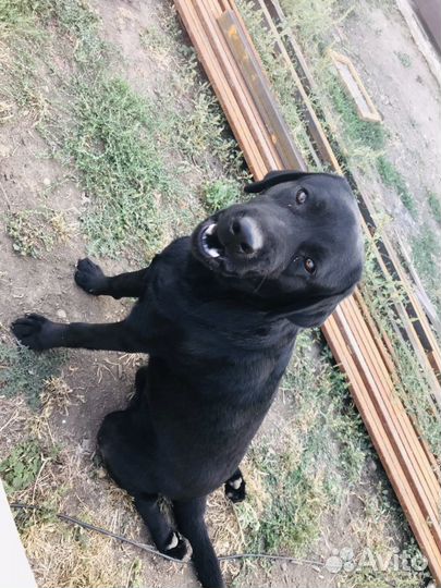 Вязка лабрадор
