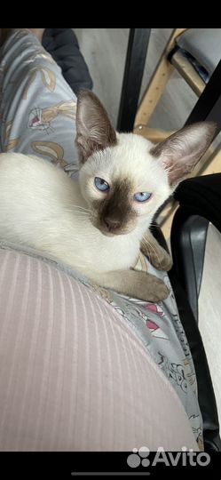 Ориентальные котята бронь