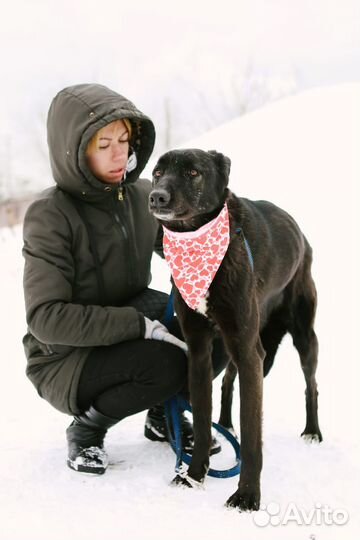Собака в добрые руки Моника