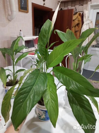 Спатифиллум