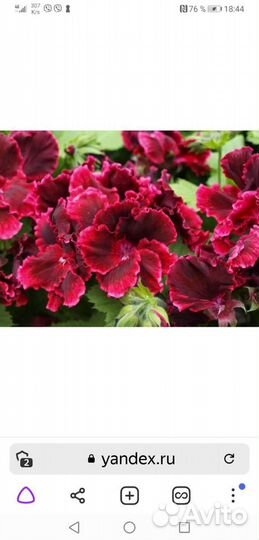 Королевская пеларгония