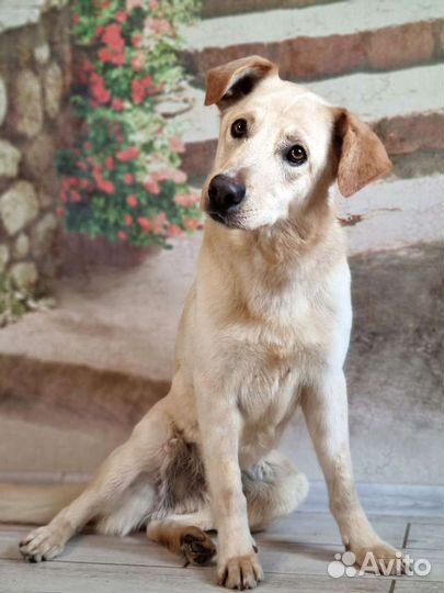 Метис лабродора в добрые руки