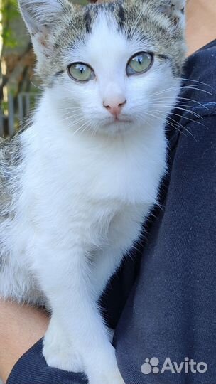 Котенок девочка в дар, бесплатно