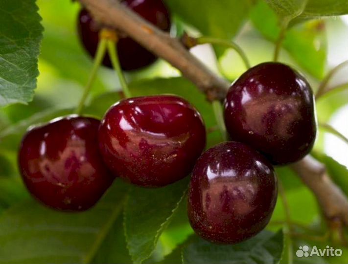 Саженцы черешни Федора (логри)