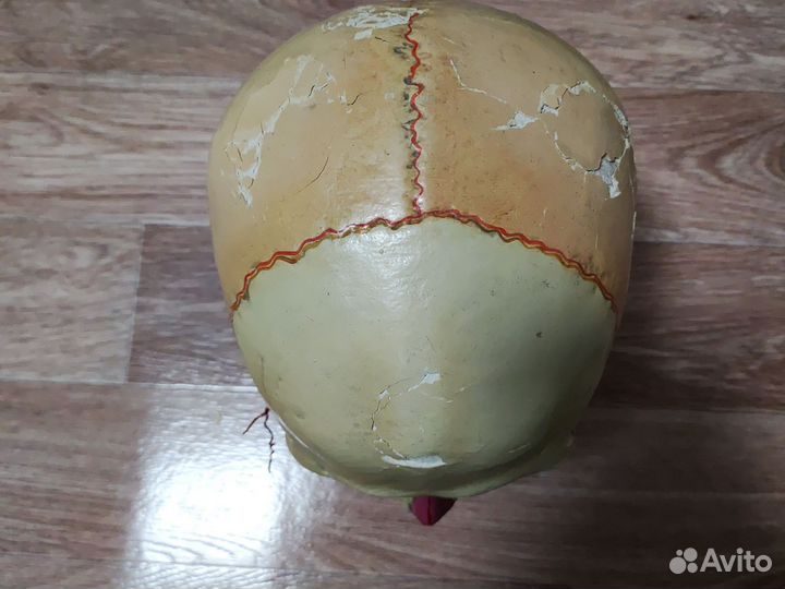 Макет черепа