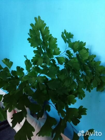 Адиантум, Бальзамин,Гибискус Купера,Лизимахия и др