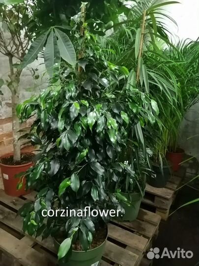 Фикус бенжамина Миднайт леди 110-130см
