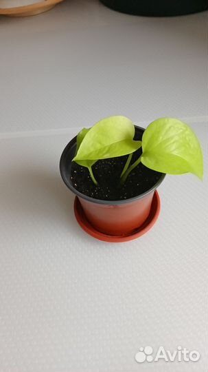 Сциндапсус неон