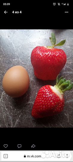 Рассада клубники