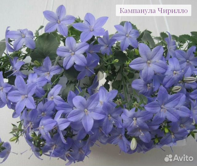 Детки кампанул