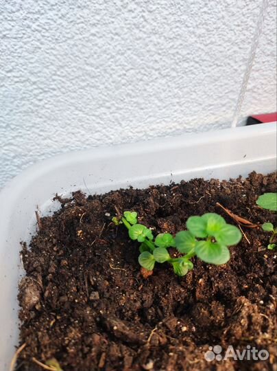 Мята сортовая