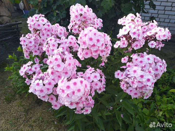 Флокс Ясные глаза