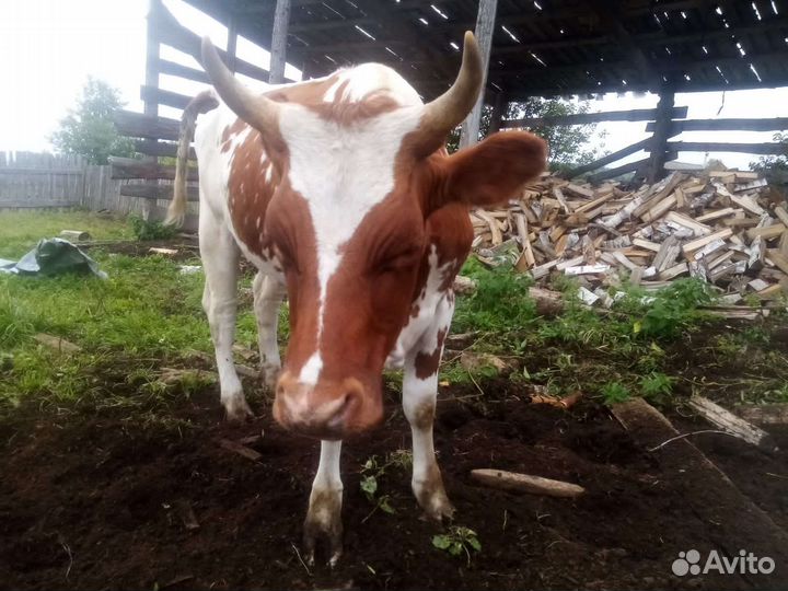 Нетель айширской породы 1.6 года