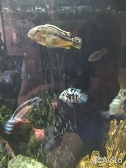 Мальчик ауратус и дельфины, и хромис красавец