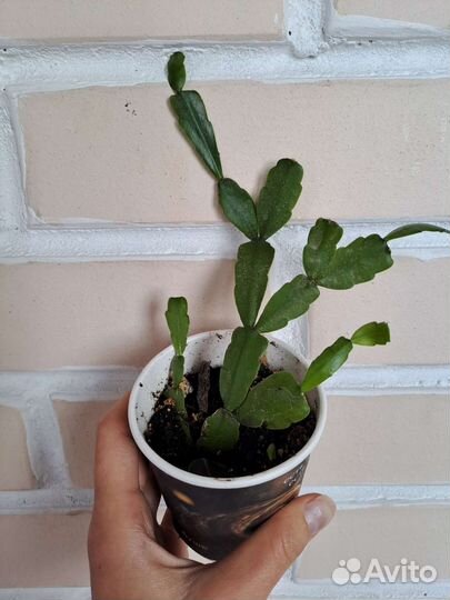 Комнатные растения цветы