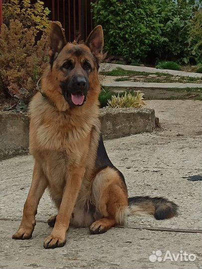 Вязка собак