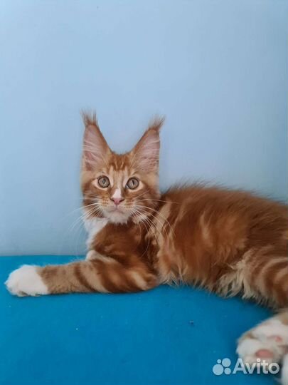 Милый малыш