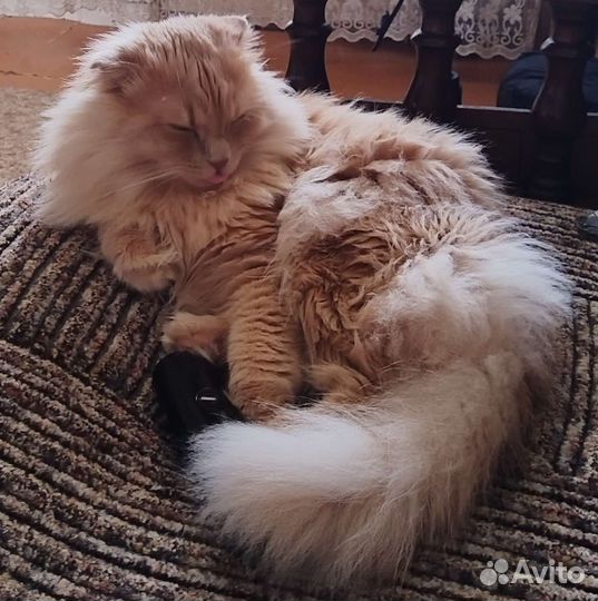 Котик вислоухий Шотландец, кастрированный