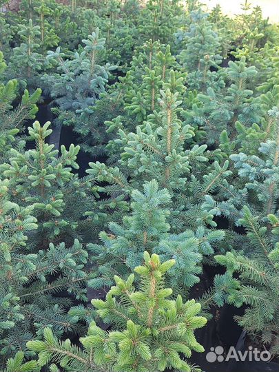 Ель голубая колючая Glauca Misty Blue