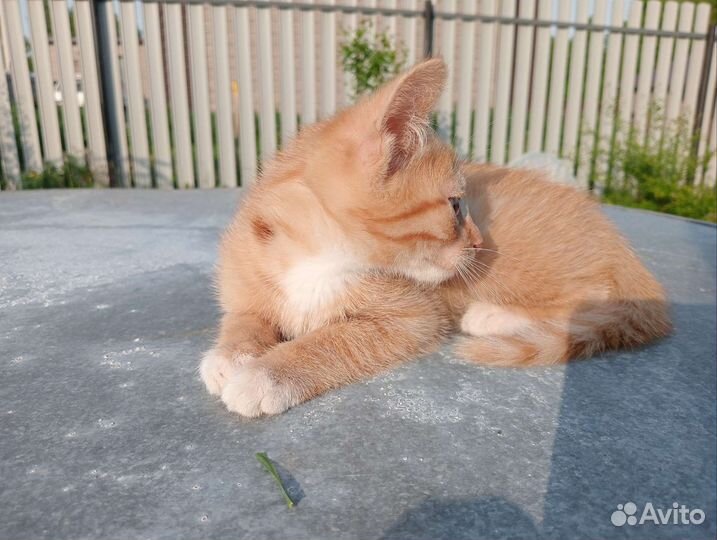 Котенок