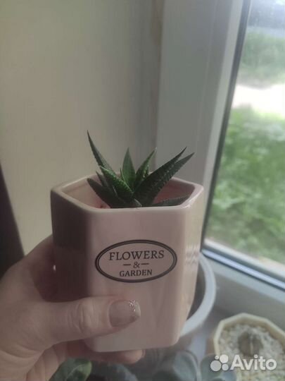 Хавортия вариегатная