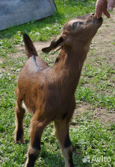 Козлик чешско-нубийский