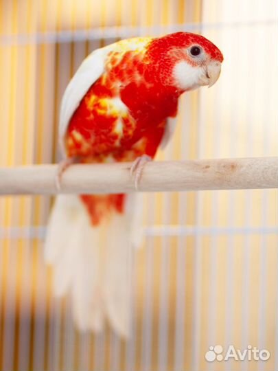 Розелла рубиновая птенцы