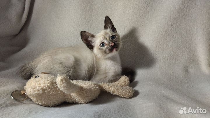 Сиамская кошечка