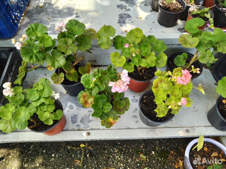 Пеларгония герань