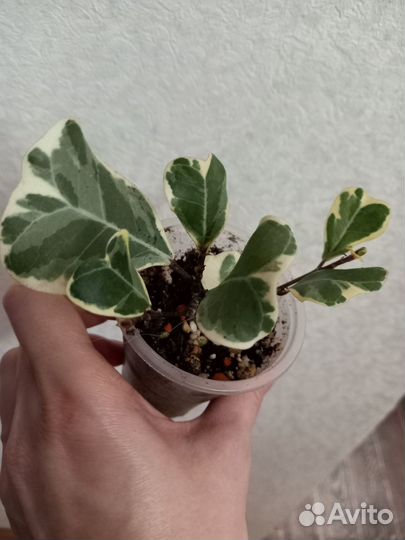 Фикус триангулярис вайт марджин