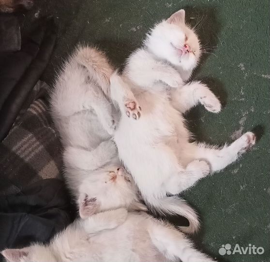 Котята
