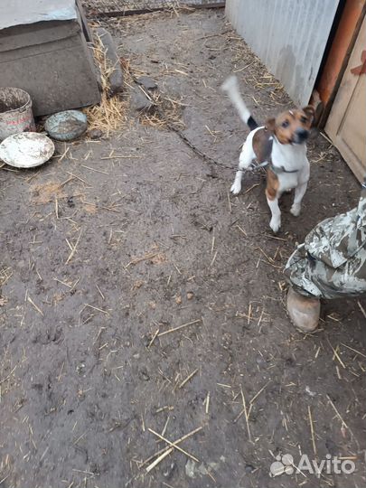 Джек рассел