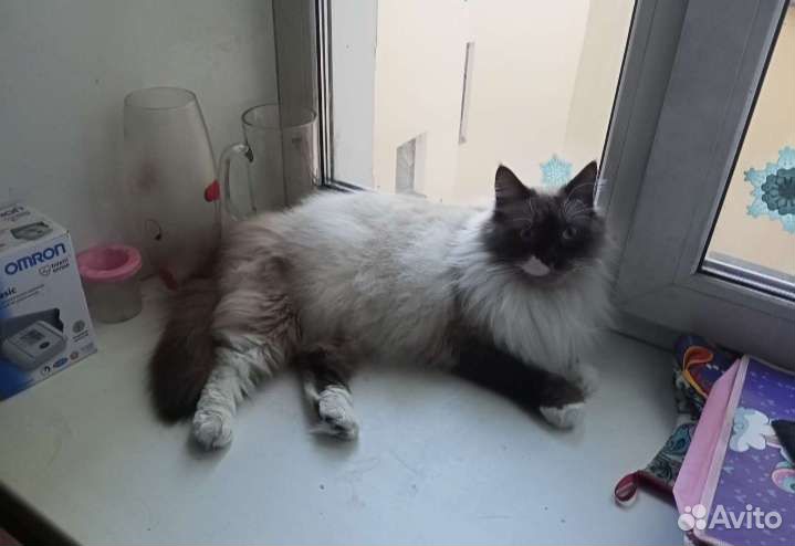 Передержка животных