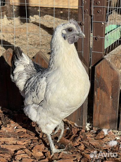 Куры несушки породистые